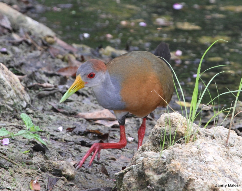 Russet-naped Wood Rail