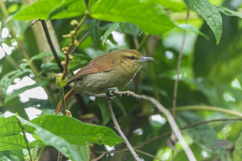 Russet Antshrike