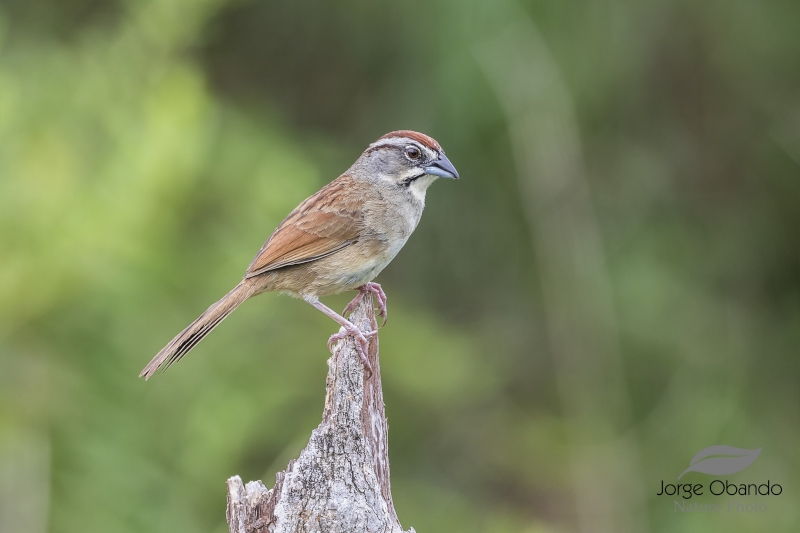 Rusty Sparrow