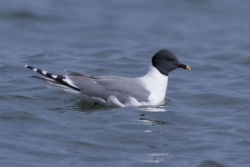 Sabine's Gull