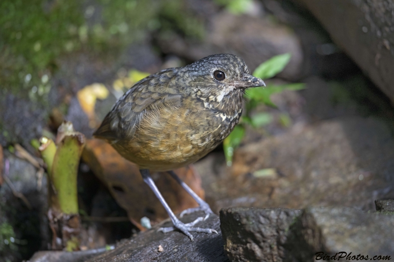 Scaled Antpitta