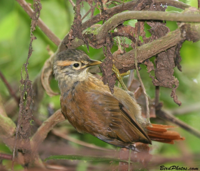 Scaly-throated Foliage-gleaner