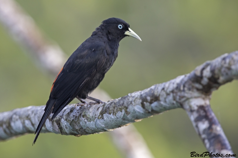 Scarlet-rumped Cacique