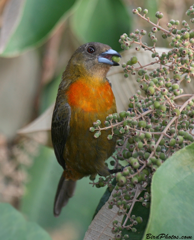 Scarlet-rumped Tanager