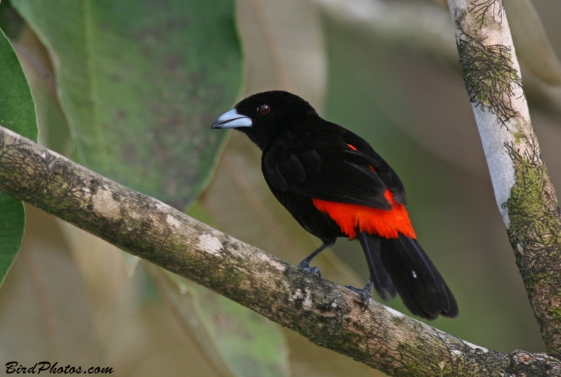 Scarlet-rumped Tanager