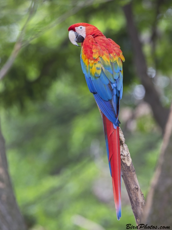 Scarlet Macaw