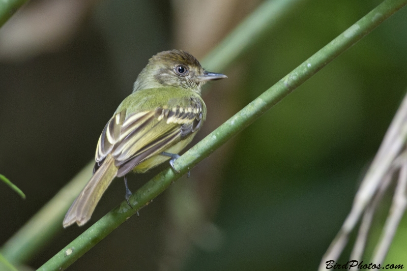 Sepia-capped Flycatcher