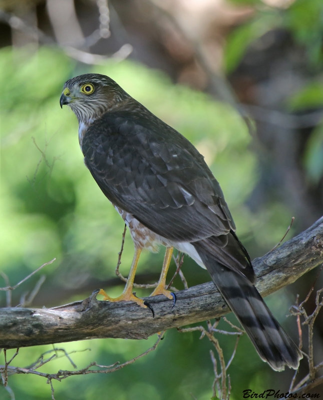 Sharp-shinned Hawk