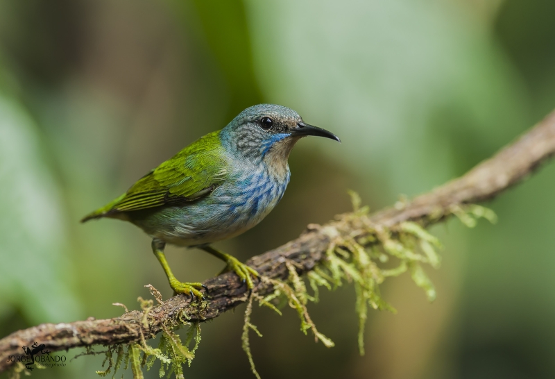 Shining Honeycreeper