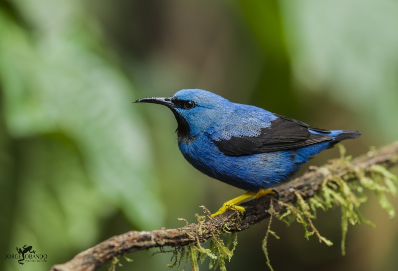 Shining Honeycreeper