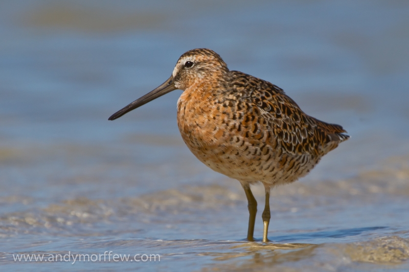 Short-billed Dowitcher