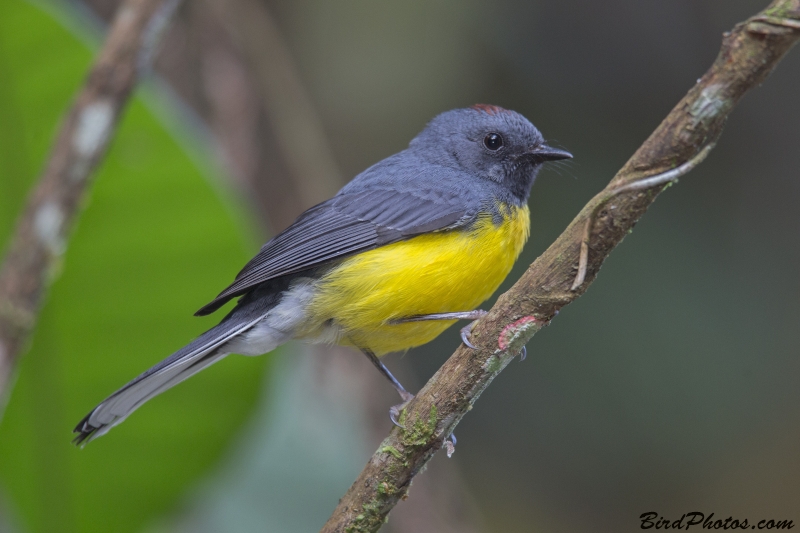 Slate-throated Whitestart