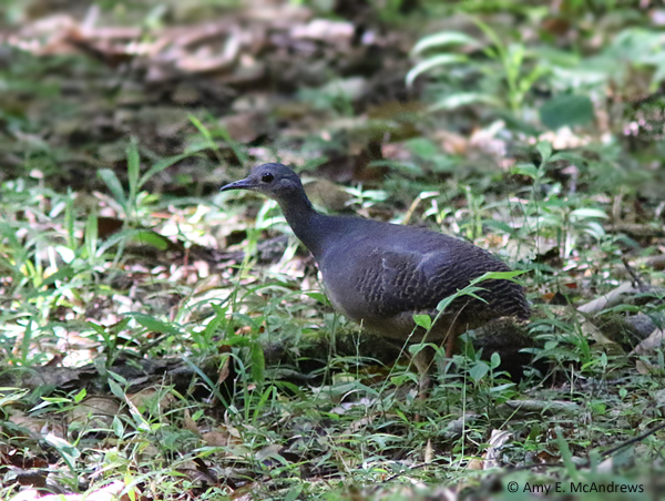 Slaty-breasted Tinamou