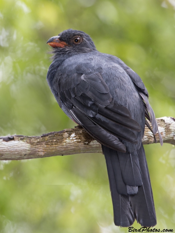 Slaty-tailed Trogon