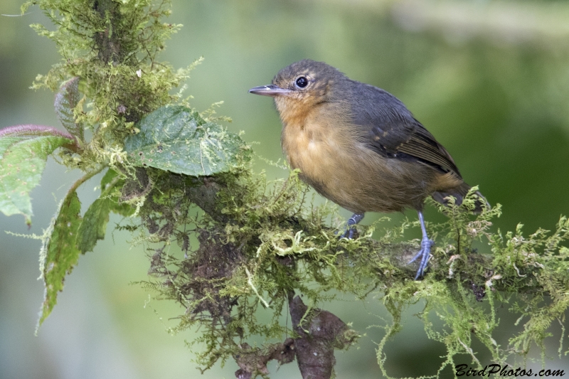 Slaty Antwren