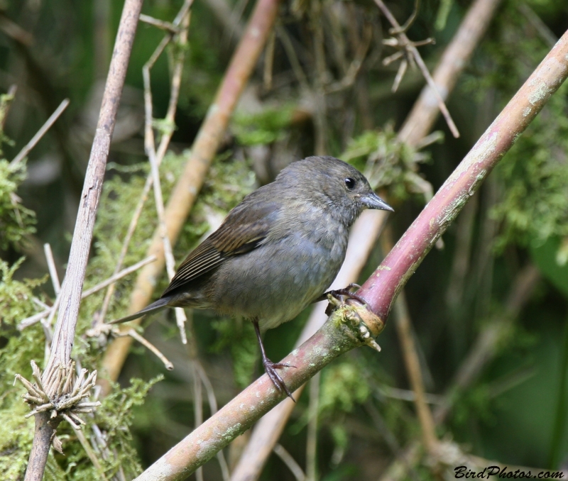 Slaty Finch