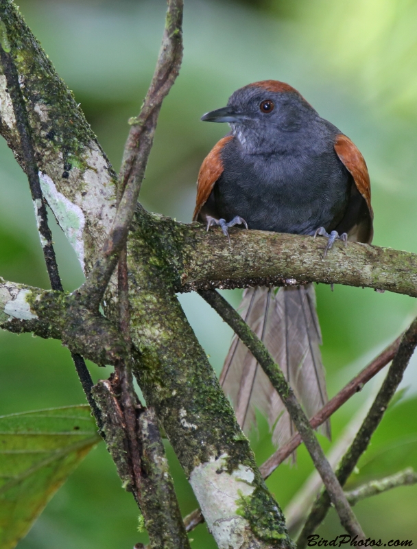 Slaty Spinetail