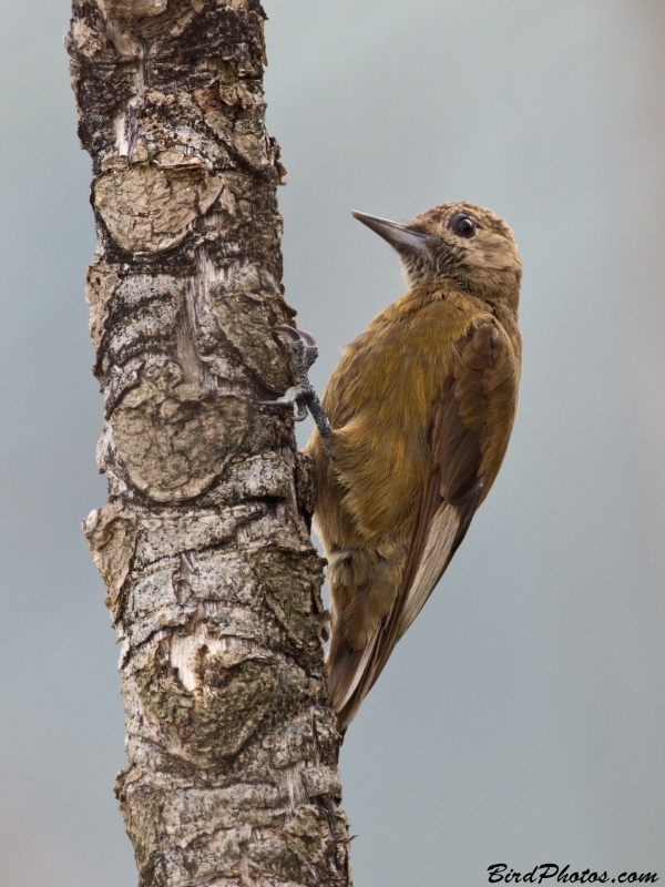 Smoky-brown Woodpecker