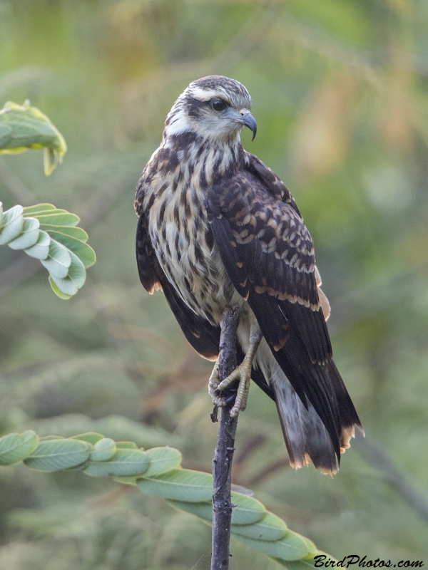 Snail Kite