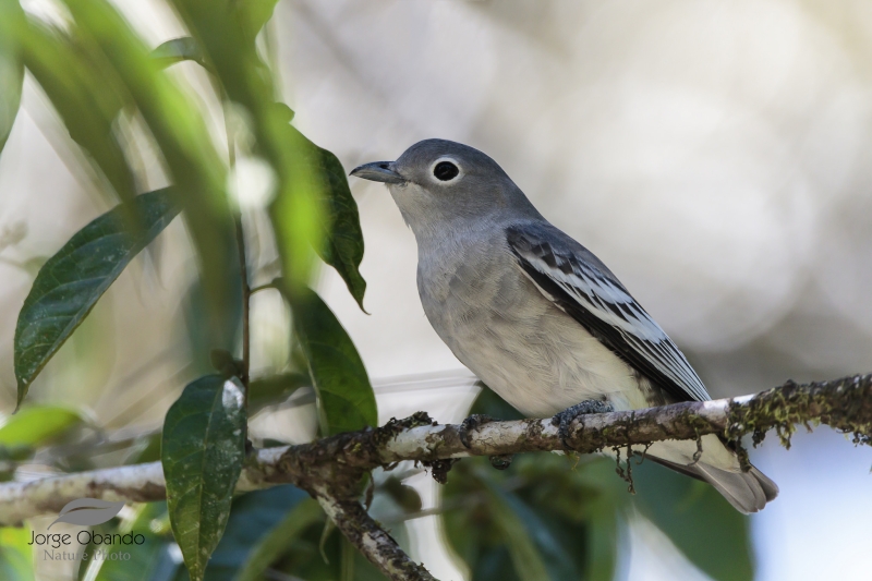 Snowy Cotinga