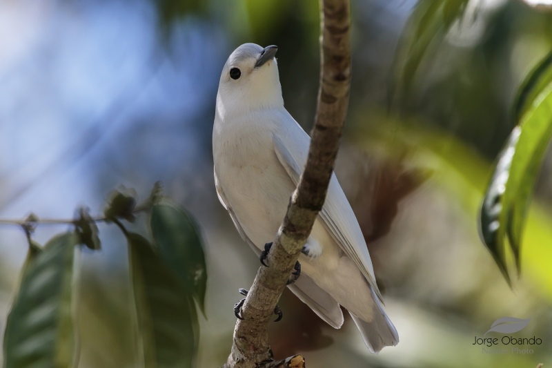 Snowy Cotinga