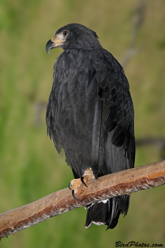 Great Black Hawk (Buteogallus urubitinga) – Birds of Bolivia