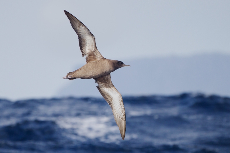 Sooty Shearwater