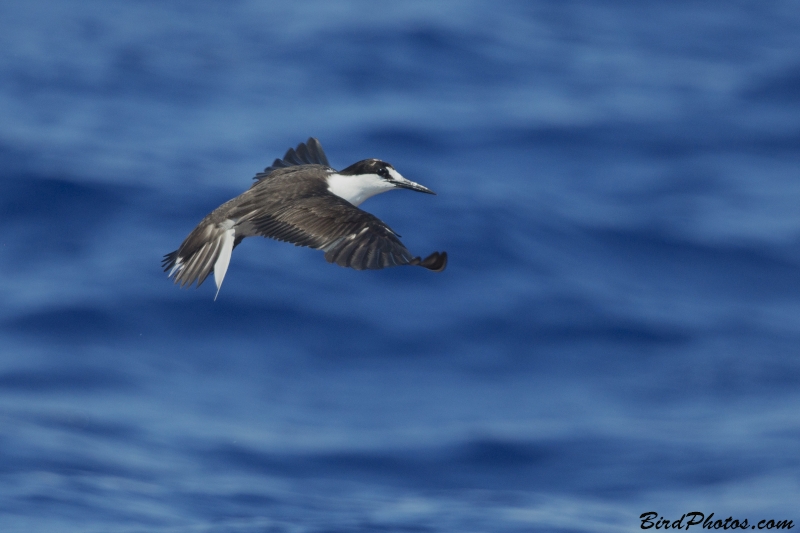 Sooty Tern