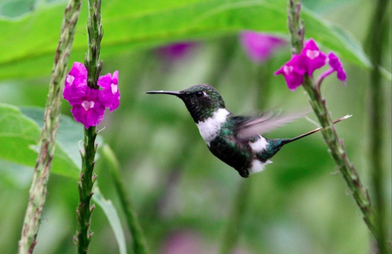 Sparkling-tailed Woodstar