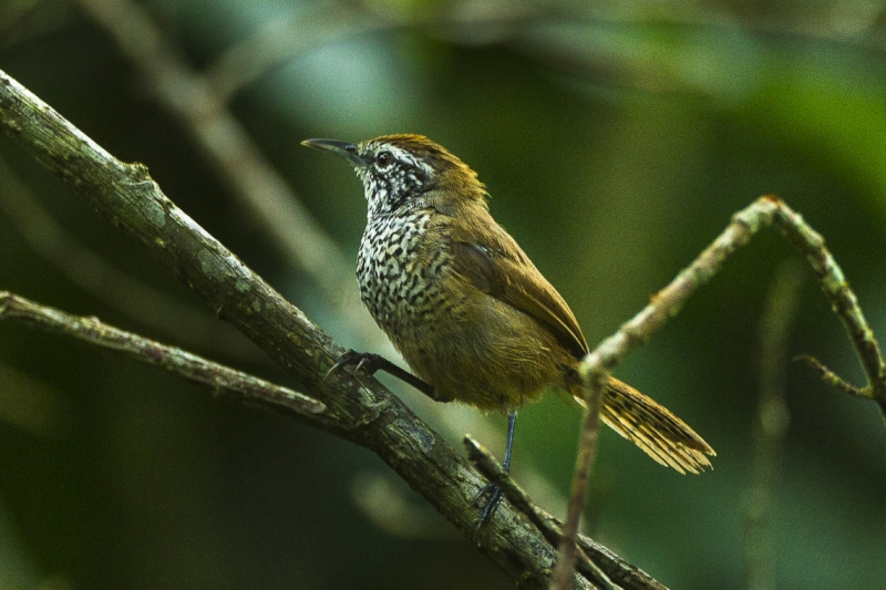 Spot-breasted Wren