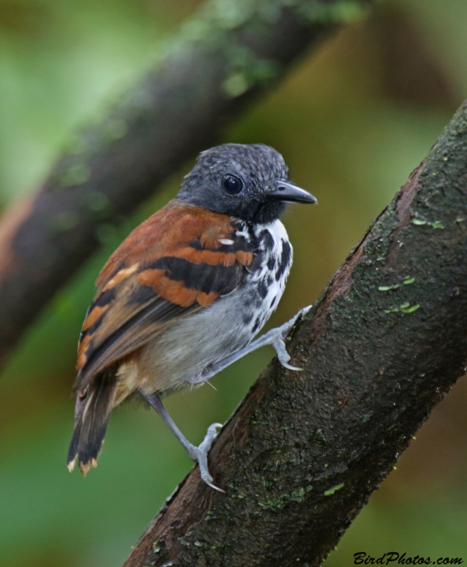 Spotted Antbird