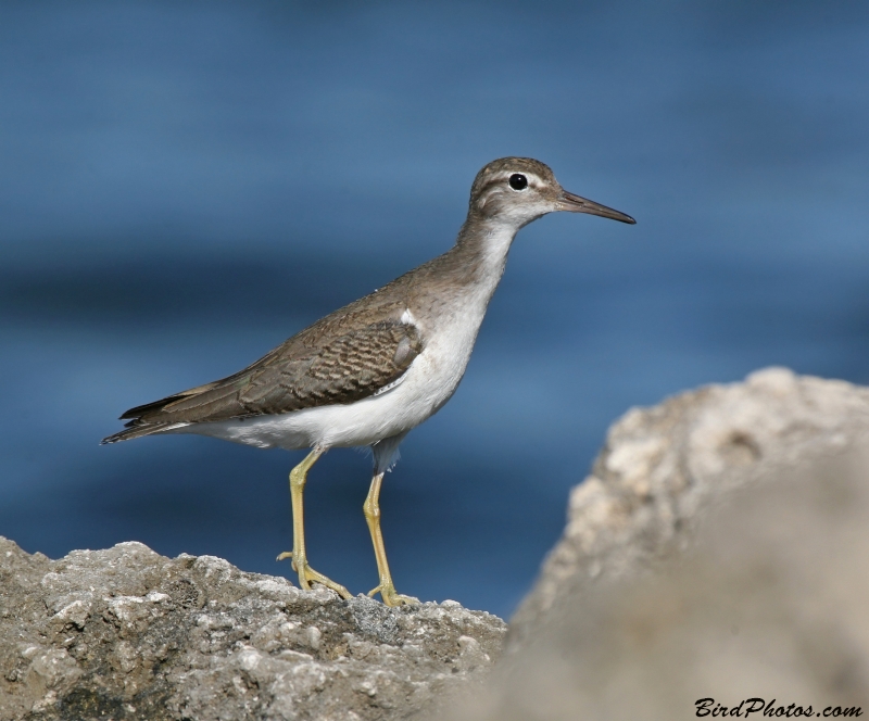 Spotted Sandpiper