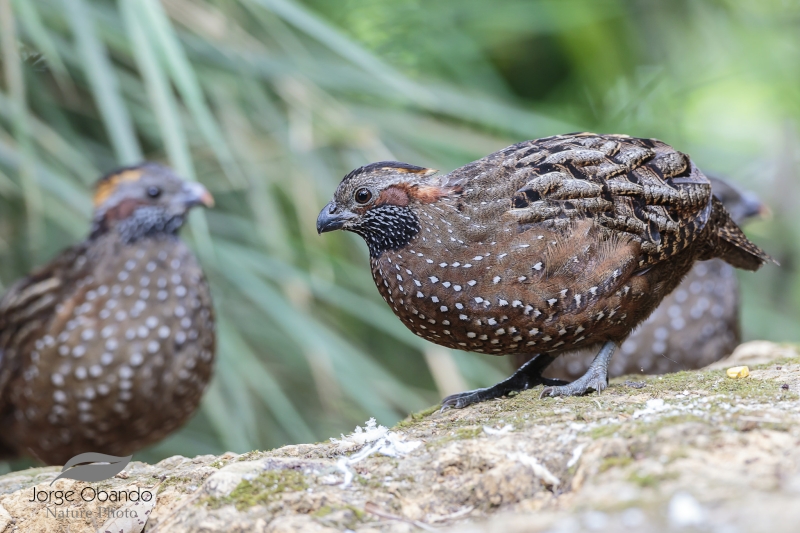 Spotted Wood Quail