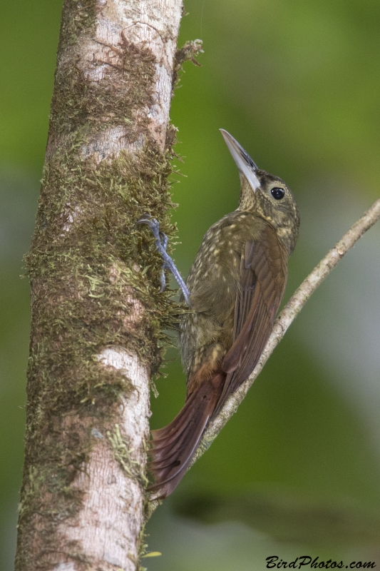 Spotted Woodcreeper