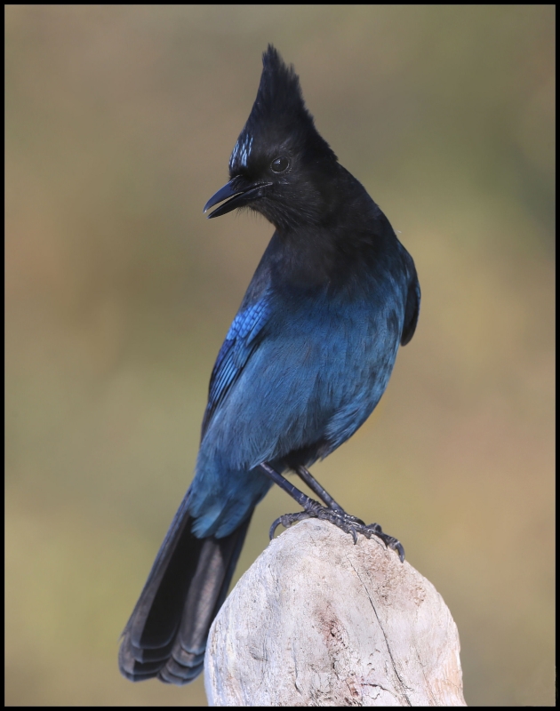 Steller's Jay