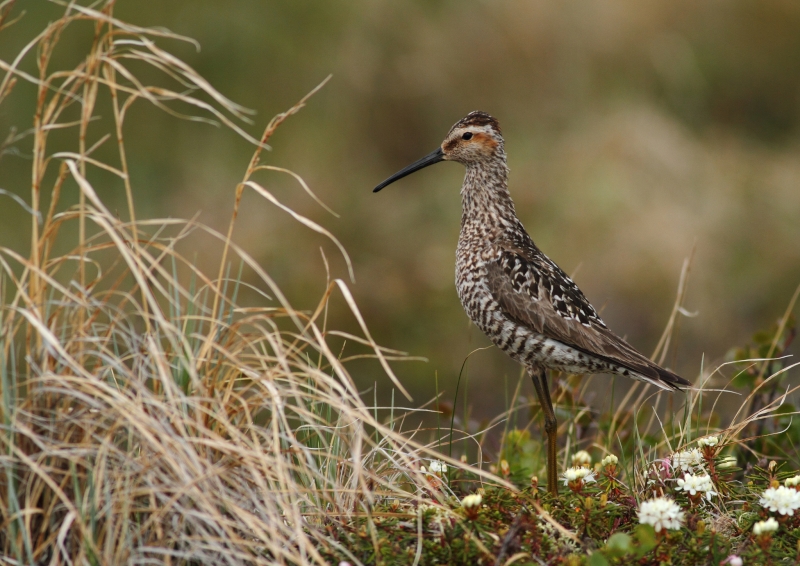 Stilt Sandpiper