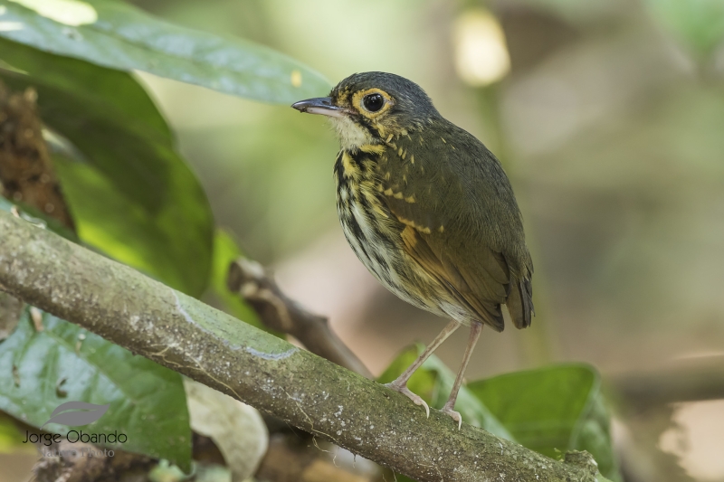 Streak-chested Antpitta