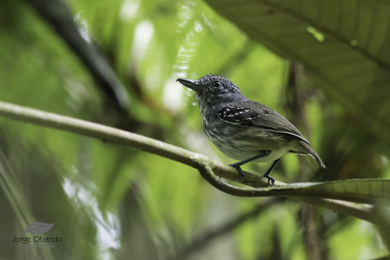 Streak-crowned Antvireo