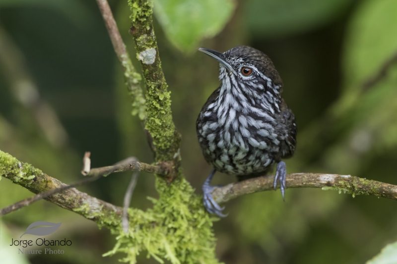 Stripe-breasted Wren