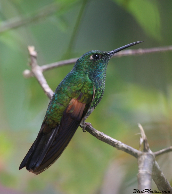 Stripe-tailed Hummingbird