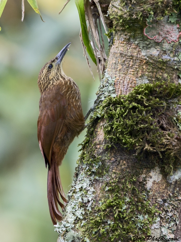 Strong-billed Woodcreeper