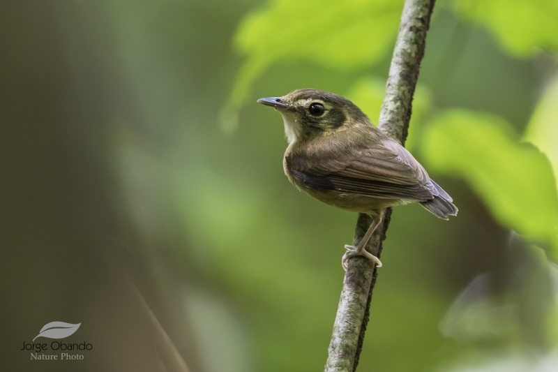 Stub-tailed Spadebill