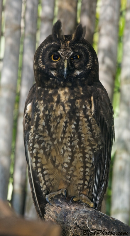 Stygian Owl