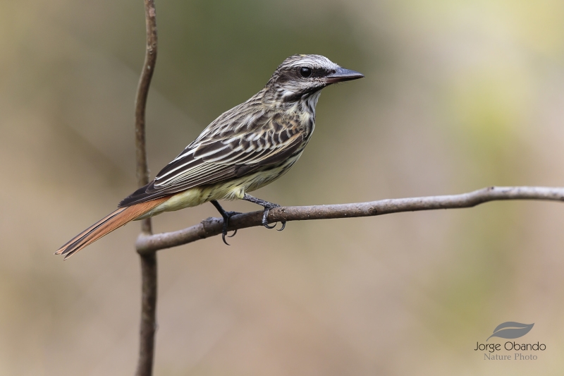 Sulphur-bellied Flycatcher