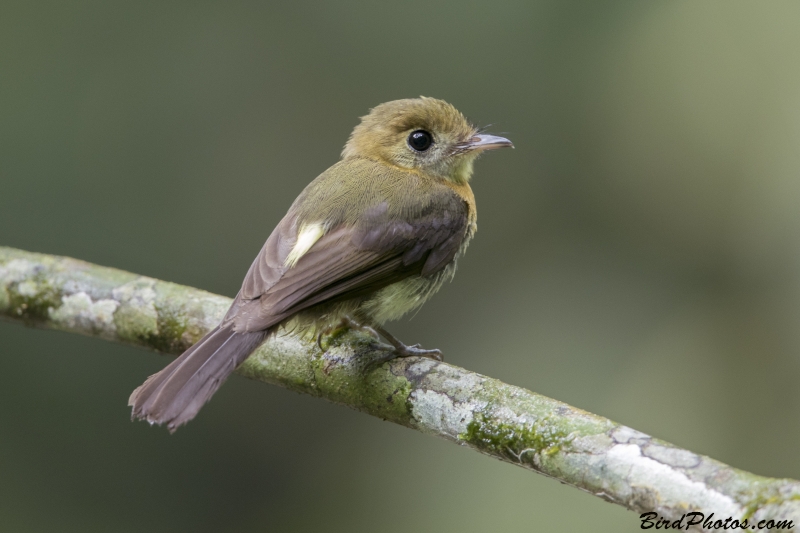 Sulphur-rumped Myiobius