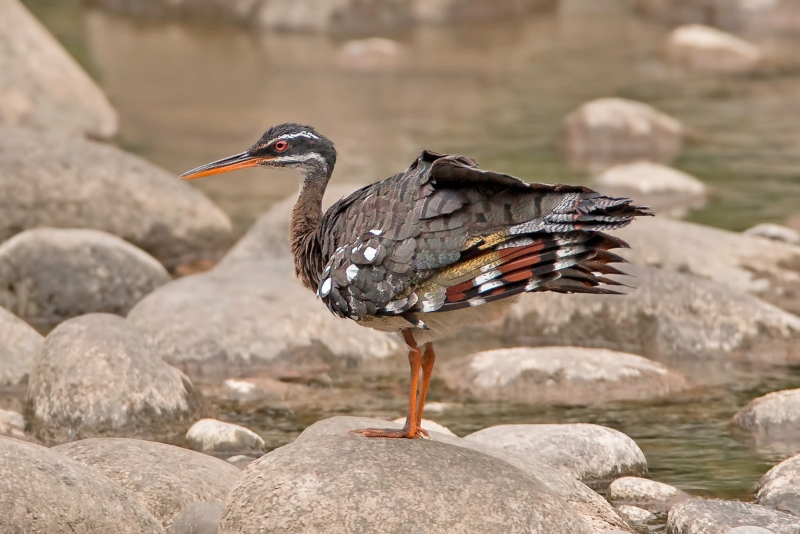 Sunbittern