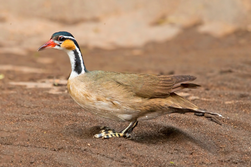 Sungrebe