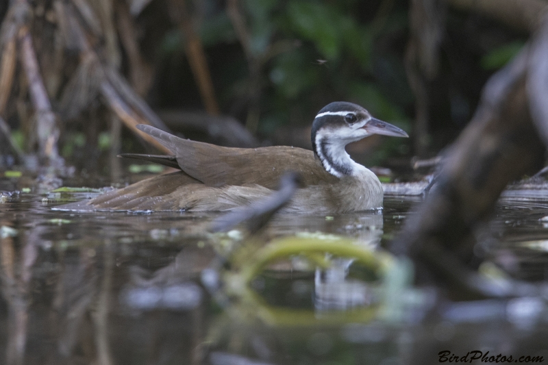 Sungrebe