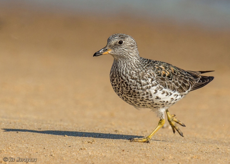 Surfbird