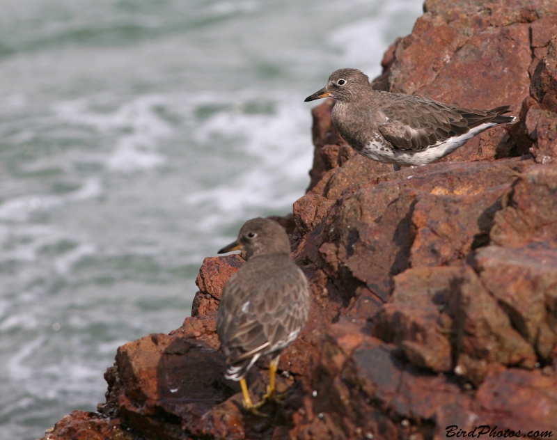 Surfbird